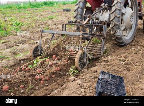 potato digger to harvest